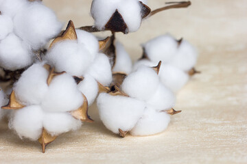 Delicate white cotton flowers, dry cotton branch. Natural organic fiber, agriculture, cotton seeds, fabric raw materials, selective focus	