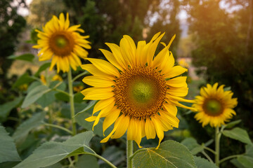 sunflower blooming in a field