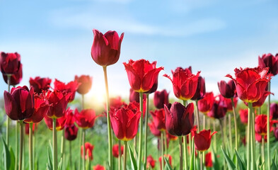 beautiful red-purple Tulips grow in garden, abstract sunny natural background. blossoming tulip flowers, symbol of spring season. floral landscape. template for design