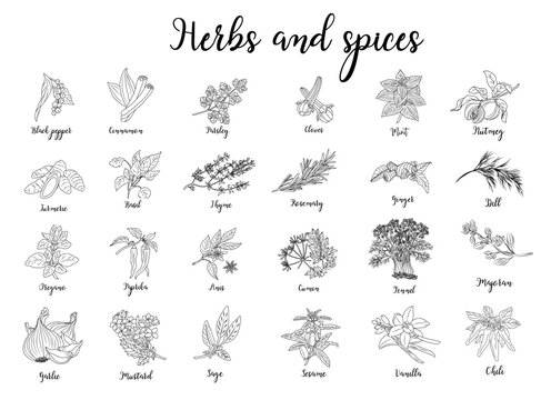 Herbs and spices hand drawn vector illustration isolated. Hand drawn food sketch. Vintage illustration. Aromatic plants. Card design. Sketch style. Spice and herbs black and white design.