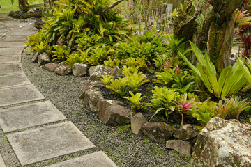Obraz premium orchid and bromeliad flower beds in botanical garden, selective focus, copy space, malaysia