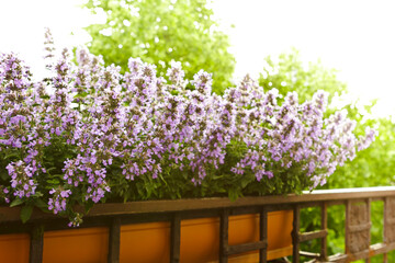 Dwarf catnip or catmint plants with pink and purple flowers growing in a planter box or container...