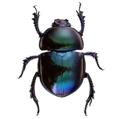 Scarab beetles