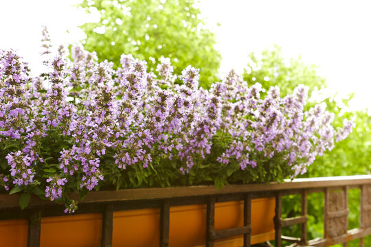 Dwarf catnip or catmint plants with pink and purple flowers growing in a planter box or container on a balcony railing in summer.