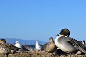 冬の琵琶湖と比叡山遠景手前に戯れる鴨の群れ