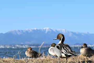 冬の琵琶湖と比叡山遠景手前に戯れる鴨の群れ