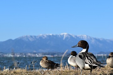 冬の琵琶湖と比叡山遠景手前に戯れる鴨の群れ