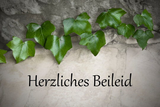 Green ivy on grey stone with german text Herzliches Beileid, meaning: with heartfelt sympathy. Mourning or condolences picture dummy for Germany.