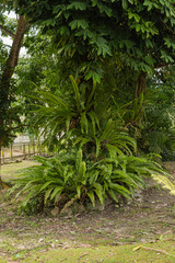 ferns and palms beds in botanical garden, selective focus, copy space, malaysia