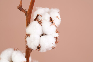 background, gentle, fluffy, cotton fibers, bud, soft, agriculture, ball, beauty, blossom, botany,...