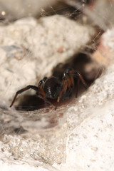 natural parasteatoda tepidariorum spider macro