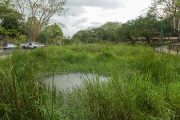 Retention pond with water plants in city park in Kuching, Malaysia, ecology, gardening, recycling