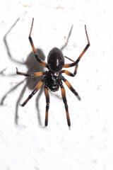 natural parasteatoda tepidariorum spider macro