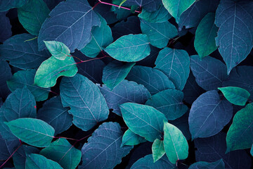 beautiful blue plant leaves in wintertime, blue background
