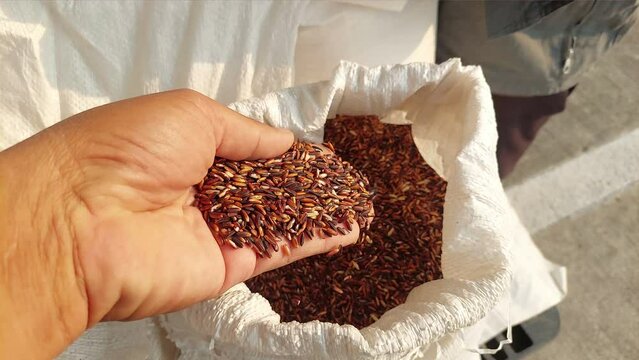 Rice Grains Falling From Hand