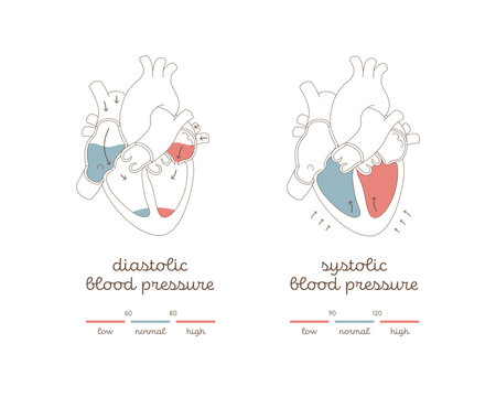 Blood pressure infographic. Vector flat modern illustration. Health care hypertension chart. Heart organ with blood flow and zone of low, normal, high level pressure. Design for healthcare, cardiology