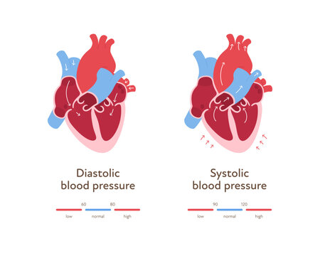 Blood pressure infographic. Vector flat illustration. Health care hypertension chart. Heart organ anatomy with blood flow. Zone of low, normal, high level pressure. Design for healthcare, cardiology