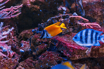 Fototapeta na wymiar Underwater shot of fish Abudefduf saxatilis