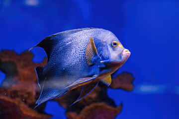 Underwater shot of fish Pomacanthus semicirculatus