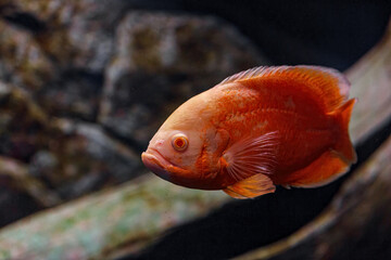 Underwater photography of Oscar fish (fish)