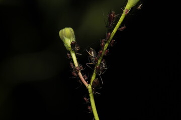 harmful aphid insect macro photo