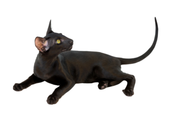 Black purebred oriental cat little kitten in PNG isolated on transparent background