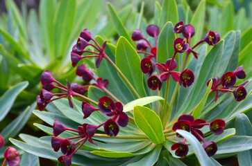 Blooming Euphorbia balsamifera or Tabaiba dulce plant native to Canary Islands and the symbol of...