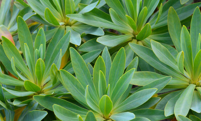 Euphorbia balsamifera or Tabaiba dulce plant native to Canary Islands and the symbol of the island...