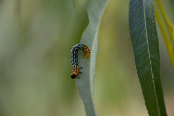 caterpillar on a leaf