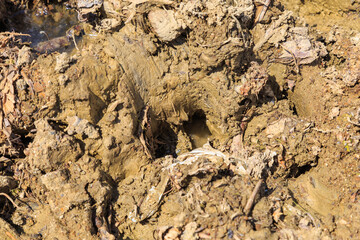 Very dirty swampy shore of the reservoir. Background with selective focus