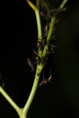 harmful aphid insect macro photo