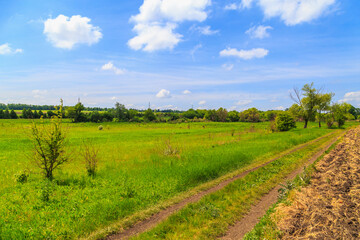 Meadow or green field in the countryside. Background with selective focus