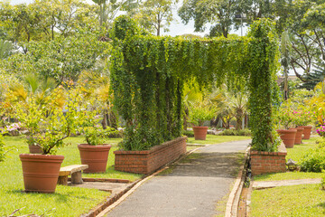 Palm collection in сity park in Kuching, Malaysia, tropical garden with large trees and lawns, pergola.