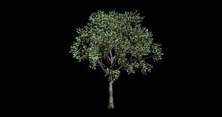 3d loop animation of a 4 season tree changing seasons spring summer fall and winter