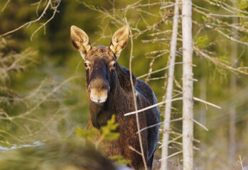 Moose or elk (Alces alces) bull  without antlers in winter.	
