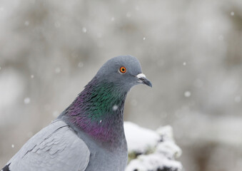 Domestic pigeon (Columba livia domestica) closeup in snowfall in winter