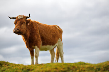 Eine junge Kuh steht einsam im auf einer grünen Wiese im Naturpark Fanal.