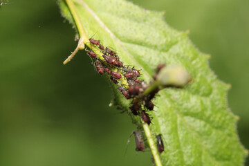 harmful aphid insect macro photo