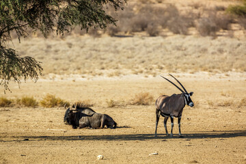 South African Oryx and Blue wildebeest in Kgalagadi transfrontier park, South Africa; specie Oryx gazella and Connochaetes taurinus family of Bovidae