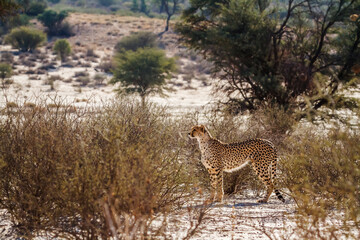 Cheetah standing in alert in scruland in Kgalagadi transfrontier park, South Africa ; Specie Acinonyx jubatus family of Felidae