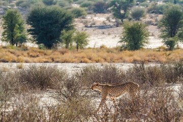 Cheetah walking in scrubland in Kgalagadi transfrontier park, South Africa ; Specie Acinonyx jubatus family of Felidae
