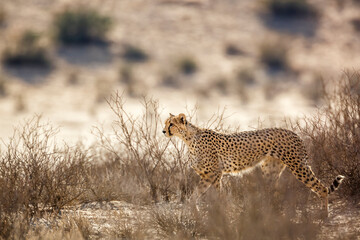 Cheetah in alert in Kgalagadi transfrontier park, South Africa ; Specie Acinonyx jubatus family of Felidae