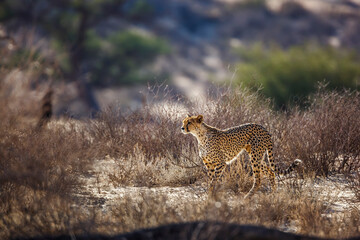 Cheetah in alert in Kgalagadi transfrontier park, South Africa ; Specie Acinonyx jubatus family of Felidae