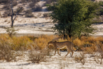 Cheetah walking in his habitat in Kgalagadi transfrontier park, South Africa ; Specie Acinonyx jubatus family of Felidae