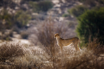 Cheetah in alert in Kgalagadi transfrontier park, South Africa ; Specie Acinonyx jubatus family of Felidae