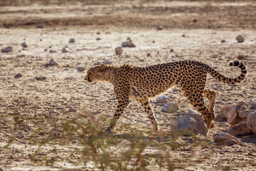 Cheetah walking in dry land in Kgalagadi transfrontier park, South Africa ; Specie Acinonyx jubatus family of Felidae