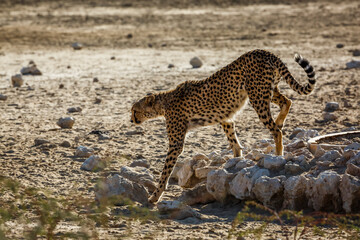 Cheetah leaving waterhole in Kgalagadi transfrontier park, South Africa ; Specie Acinonyx jubatus family of Felidae