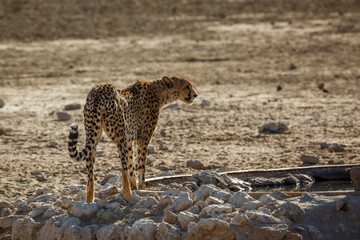 Cheetah standing at waterhole in Kgalagadi transfrontier park, South Africa ; Specie Acinonyx jubatus family of Felidae
