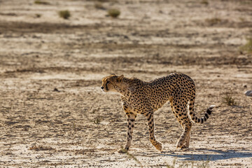 Cheetah walking in dry land in Kgalagadi transfrontier park, South Africa ; Specie Acinonyx jubatus family of Felidae