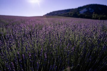 Lavender field. With soft light effect for floral background